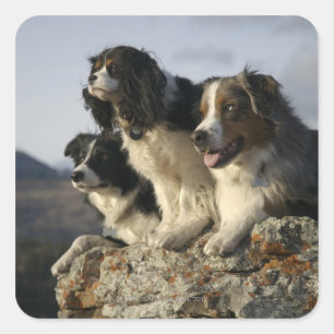 Alberta, Canada 2 Square Sticker