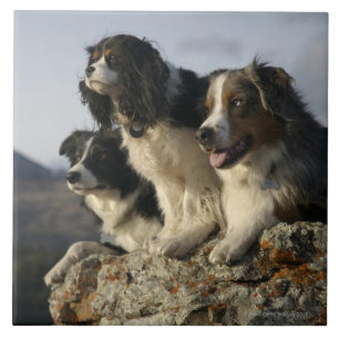 Alberta, Canada 2 Tile