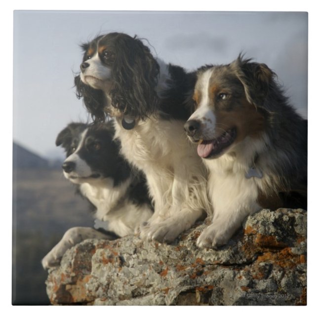 Alberta, Canada 2 Tile (Front)