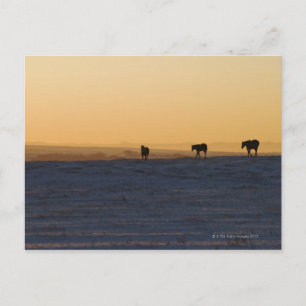 Alberta, Canada 3 Postcard