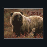 Alberta grizzly bear postcard<br><div class="desc">Alberta grizzly bear postcard</div>