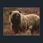 Alberta grizzly bear postcard<br><div class="desc">Alberta grizzly bear postcard</div>