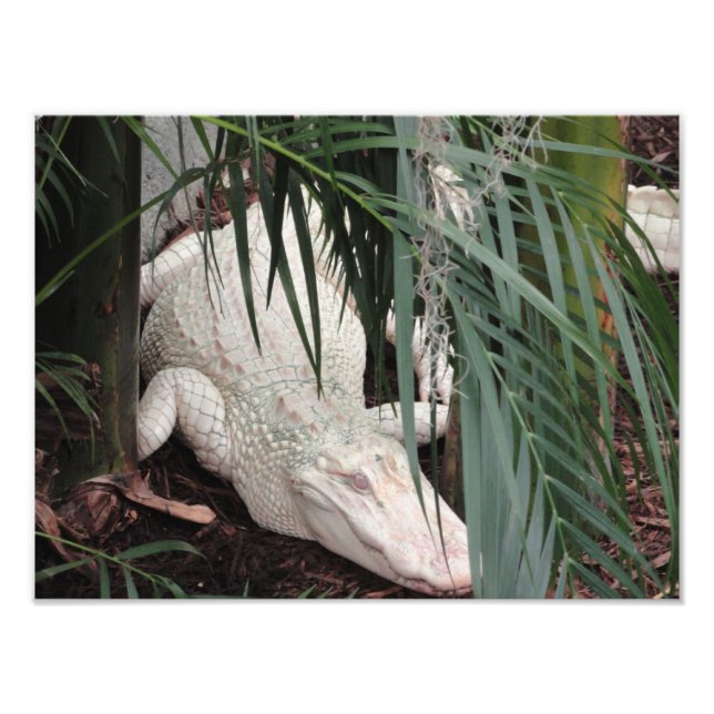 Albino Alligator Photo Print (Front)
