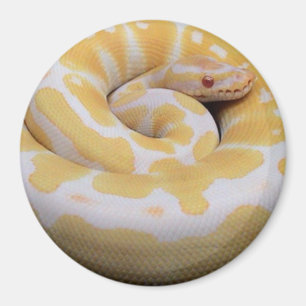 Albino Ball Python Magnet