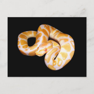 Albino Ball Python Postcard