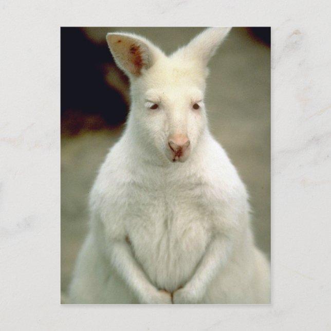 Albino Bennet's Wallaby Postcard (Front)