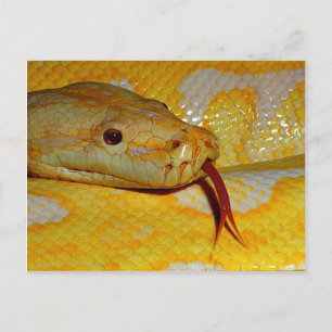Albino Burmese Closeup Postcard