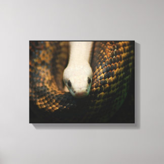 Albino Cornsnake on Canvas Print