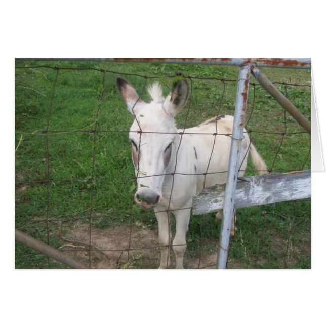 Albino Donkey (Devant horizontal)