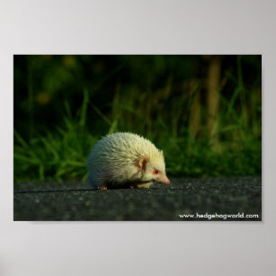Albino hedgehog poster