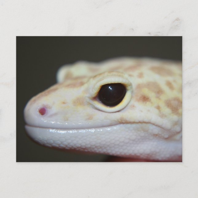 Albino Leopard Gecko Postcard (Front)