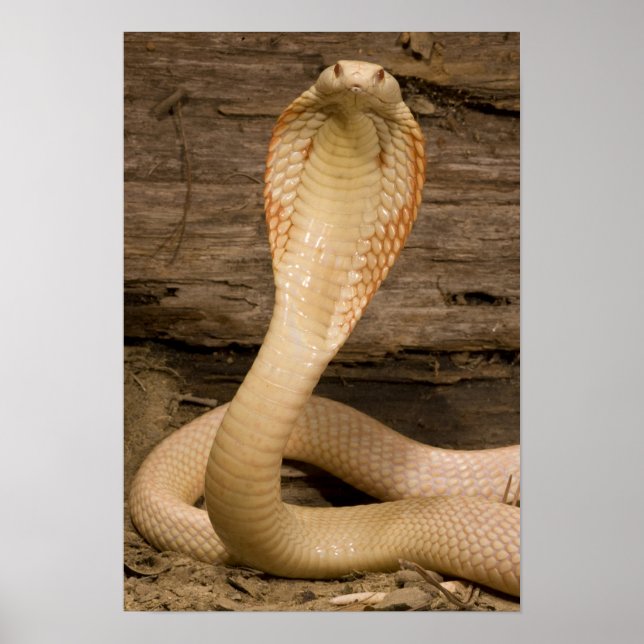 Albino Monacled Cobra, Naja kaouthia, coiled Poster (Front)