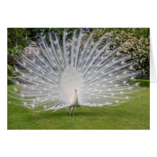 Albino Peacock Affiche les plumes