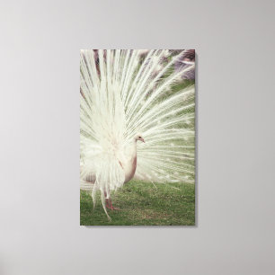 Albino peacock canvas print