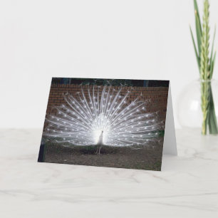 Albino Peacock Card