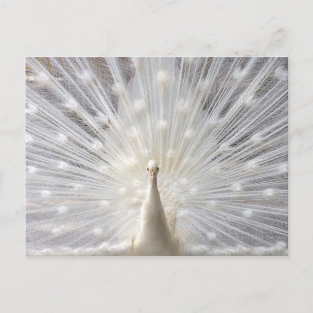 Albino Peacock design Postcard (Front)