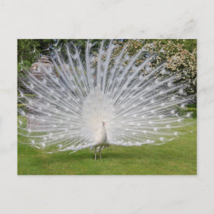 Albino Peacock Displays Feathers Postcard