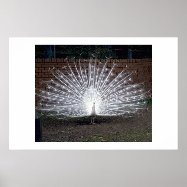 Albino Peacock Poster (Front)