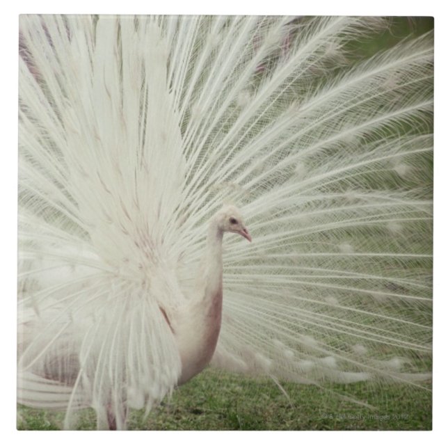 Albino peacock tile (Front)