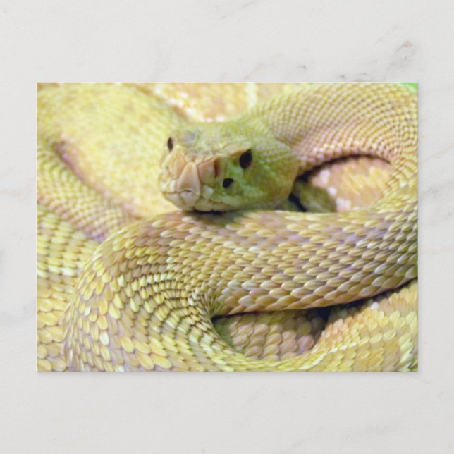Albino Rattlesnake Post Card (Front)