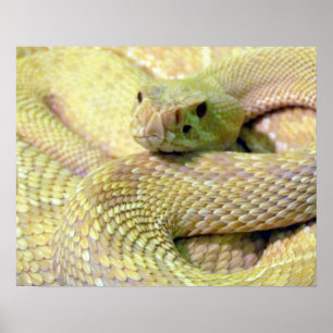 Albino RattleSnake Poster