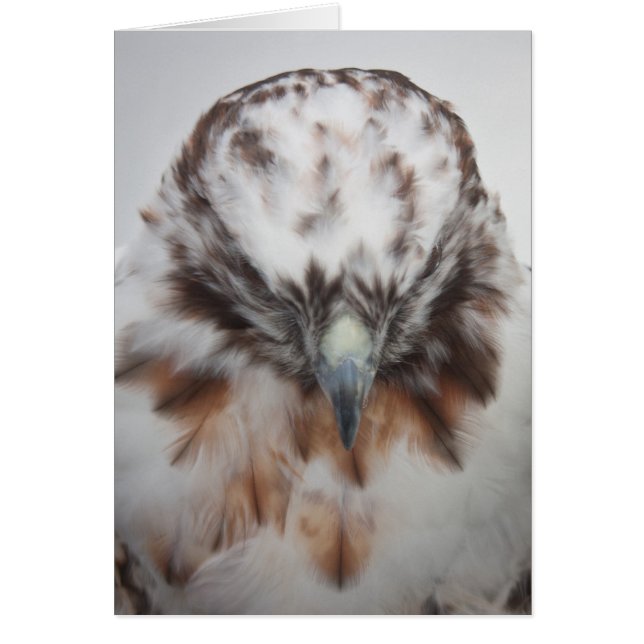 Albino Red-tailed Hawk (Front)