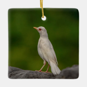 Albino Robin in Crown Point Ceramic Ornament