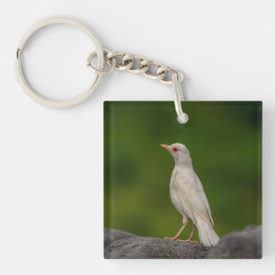 Albino Robin in Crown Point Keychain