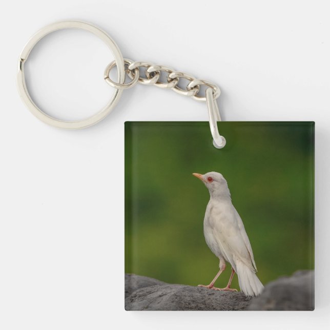 Albino Robin in Crown Point Keychain (Front)