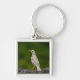 Albino Robin in Crown Point Keychain