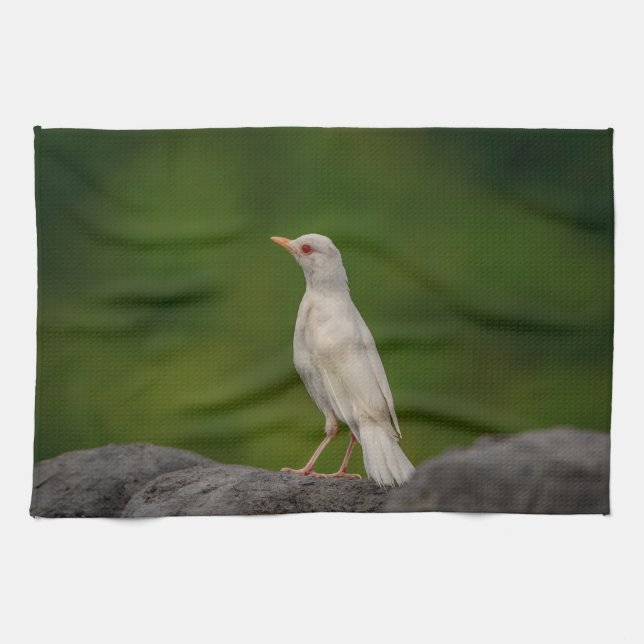 Albino Robin in Crown Point Kitchen Towel (Horizontal)
