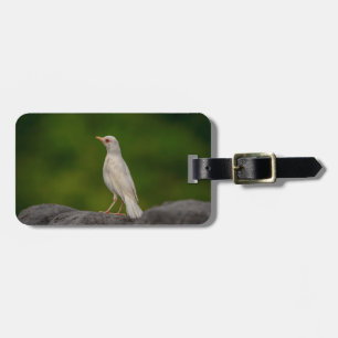 Albino Robin in Crown Point Luggage Tag