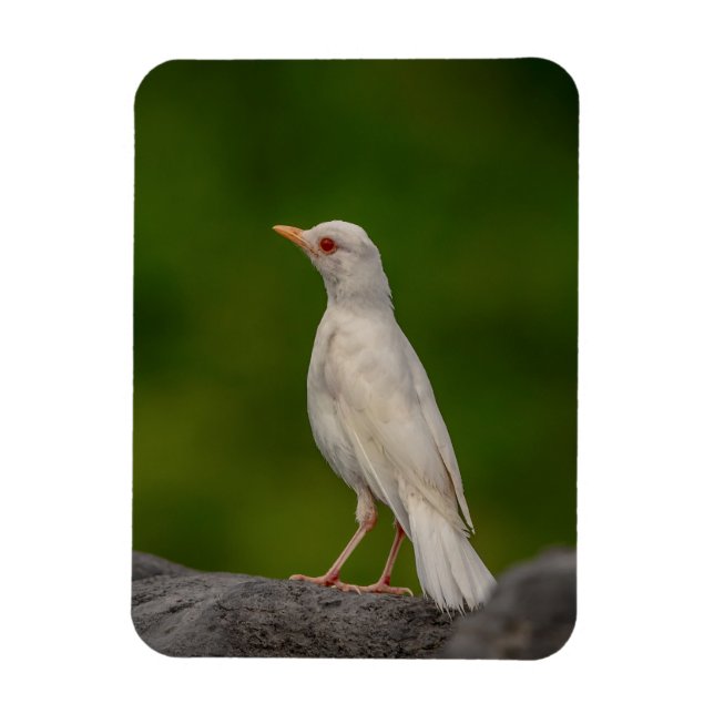 Albino Robin in Crown Point Magnet (Vertical)