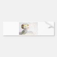 ALBINO SNAKE
