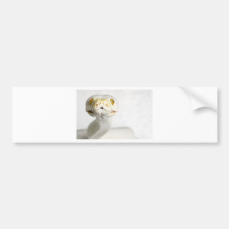 ALBINO SNAKE BUMPER STICKER