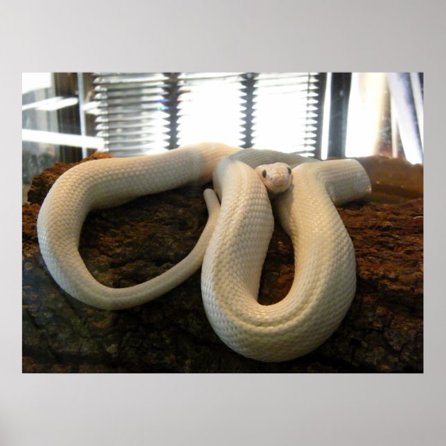 Albino Snake Poster (Front)