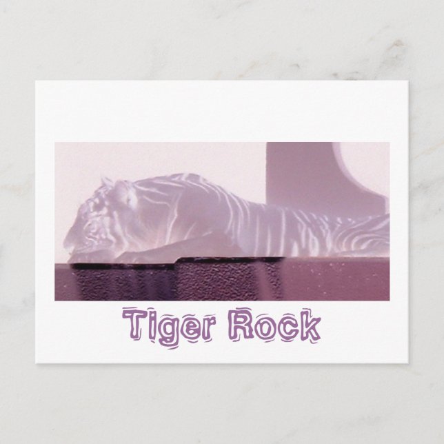 Albino Tiger Postcard (Front)