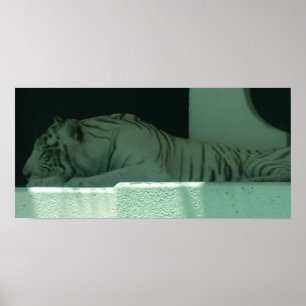 Albino Tiger Poster
