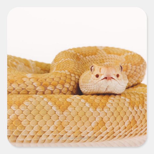 Albino Western diamondback rattlesnake (Crotalus A Square Sticker (Front)