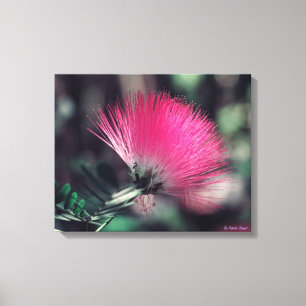 Albizia julibrissin(Persian silk tree) Canvas Print