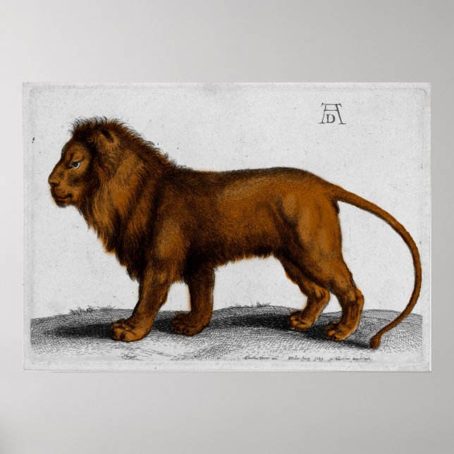 Albrecht Durer Colour Engraving Lion Poster (Front)