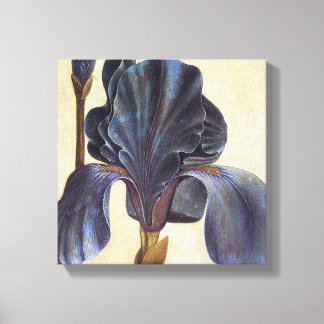 Albrecht Durer Flowers - Iris Detail Painting Canvas Print