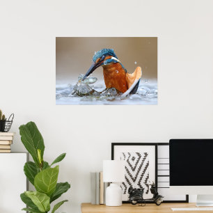 Alcedo Atthis Kingfisher hunting water Luca Casale Poster