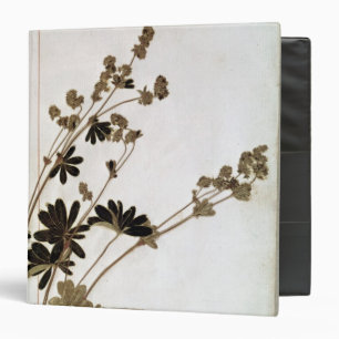 Alchemilla, from a Herbarium Binder