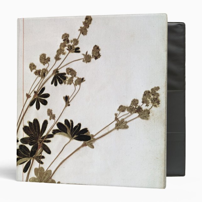 Alchemilla, from a Herbarium Binder (Front/Inside)