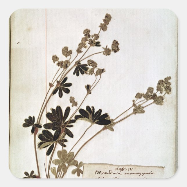 Alchemilla, from a Herbarium Square Sticker (Front)