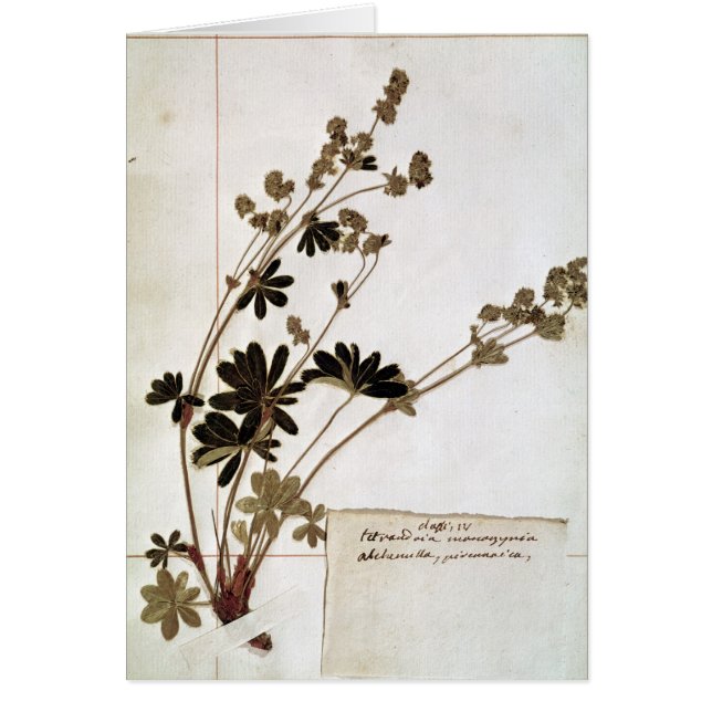 Alchemille, d'un herbier (Devant)