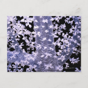 Alcyonarian Coral (Dendronephthya sp.) Postcard