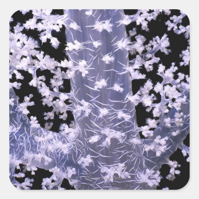 Alcyonarian Coral (Dendronephthya sp.) Square Sticker (Front)