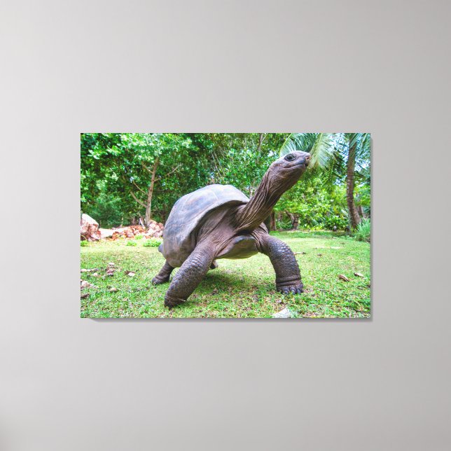 Aldabra giant tortoise canvas print (Front)
